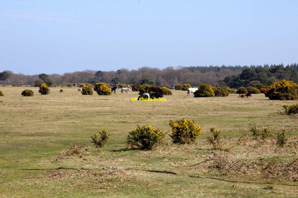 Photo 6"x4" Beaulieu Hilltop Heath Hill Top\/SU4003 c2013