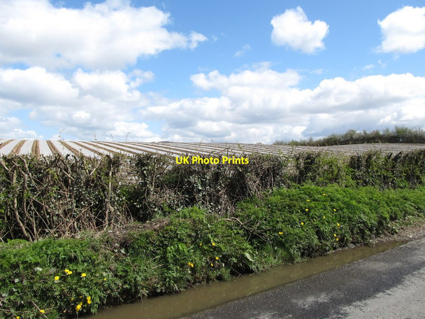 Photo 6"x4" Crops grown under polythene west of Drumbilla Cross Roads Forkhill c2013
