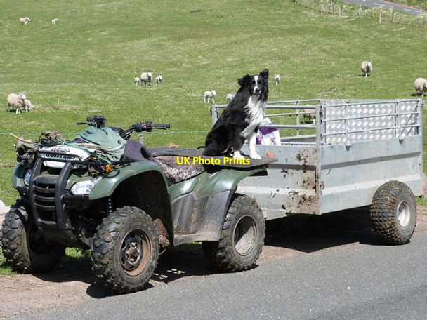 Photo 6"x4" Waiting for his master's return Greendykes\/NU0628 c2013