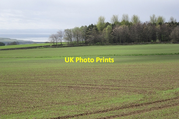 Photo 6"x4" Castle Firs Colinsburgh c2013