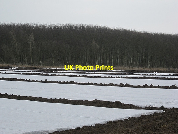 Photo 6"x4" Crops under plastic Earlsferry c2013