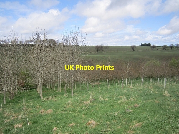 Photo 6"x4" A young woodland, Gilston Largoward c2013