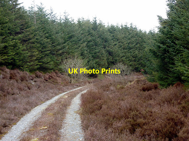 Photo 6"x4" Track through the forest by Hafodwnog Nant y Gog c2013