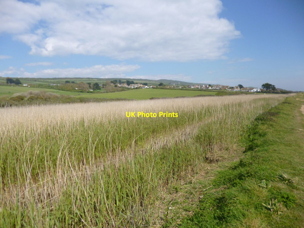 Photo 6"x4" West Bexington, reedbeds West Bexington c2013