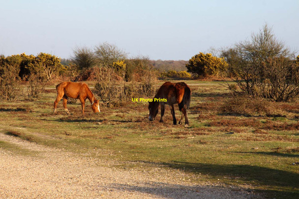 Photo 6"x4" New Forest ponies on Park Pale Clayhill\/SU3007 c2013