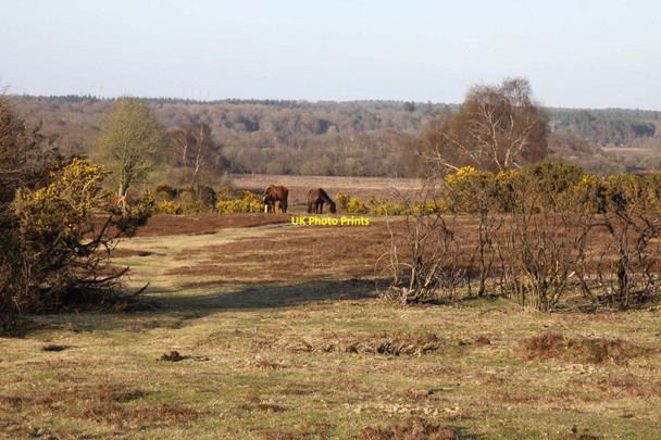 Photo 6"x4" View across White Moor Clayhill\/SU3007 c2013