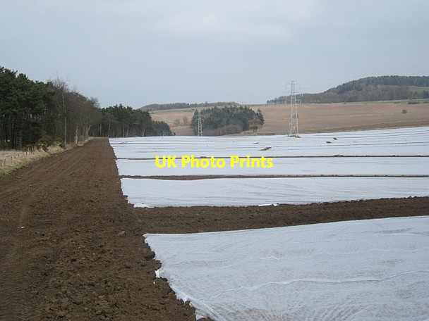 Photo 6"x4" Crops under netting Springfield\/NO3411 c2013