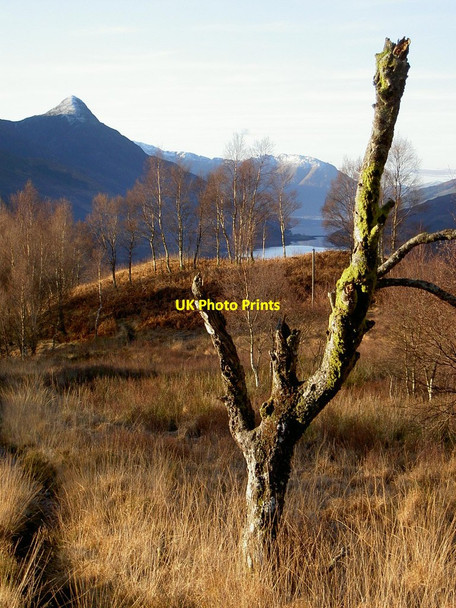 Photo 6"x4" Birches new and old, above Kinlochmore Kinlochmore c2006