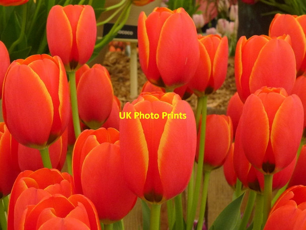 Photo 6"x4" Malvern Spring Gardening Show 2013, 9 Malvern Wells c2013