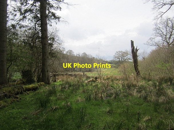 Photo 6"x4" Edge of Newcastleton Forest Greens\/NY4886 c2013