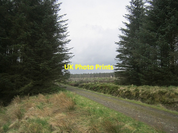Photo 6"x4" Logging road, Newcastleton Forest Whithaugh c2013 P1