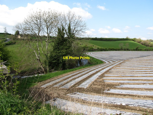 Photo 6"x4" Crops propagated under polythene on the north bank of the Cully Water at Dungooly Bridge Forkhill c2013