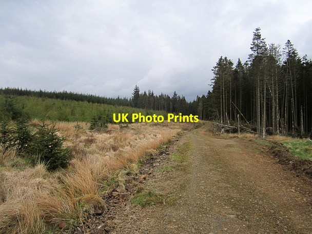 Photo 6"x4" Logging road, Newcastleton Forest Whithaugh c2013