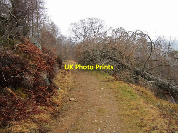 Photo 6"x4" Path on Birnam Hill Birnam c2013