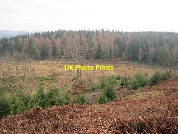 Photo 6"x4" Birnam Wood Birnam c2013