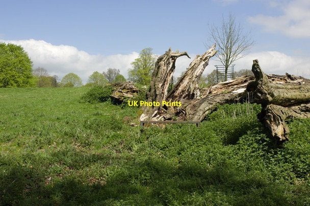 Photo 6"x4" Former Bench and Fallen Tree, Studley Park Studley Roger c2013