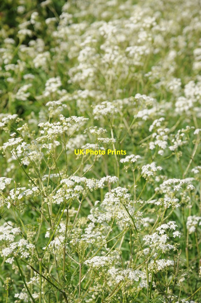 Photo 6"x4" Cow parsley Pershore c2013