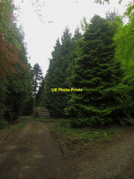 Photo 6"x4" Forest track in Kyloe Wood Fenwick\/NU0640 c2013