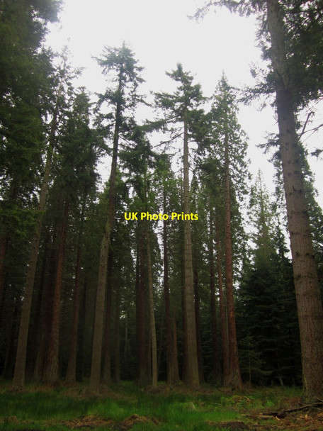 Photo 6"x4" Mature pine trees in Kyloe Wood Fenwick\/NU0640 c2013