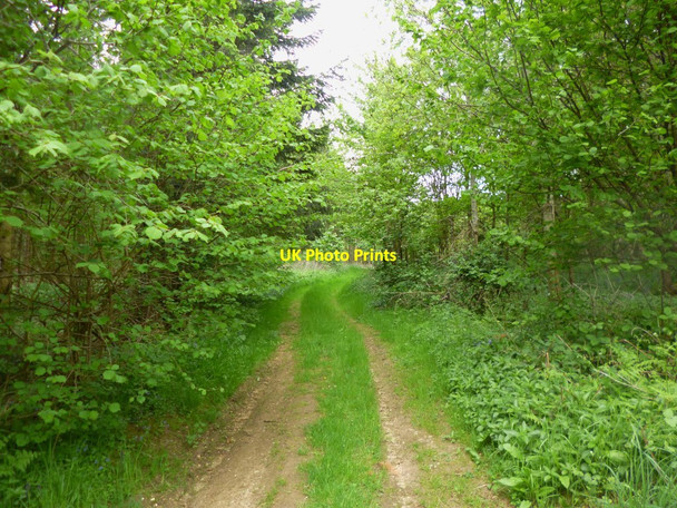 Photo 6"x4" Cranborne, track Boveridge c2013