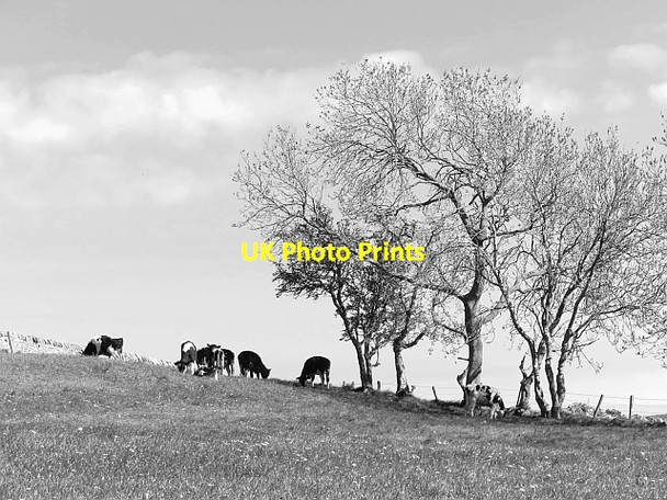 Photo 6"x4" Cattle, Craigsanquhar Logie\/NO4020 c2013