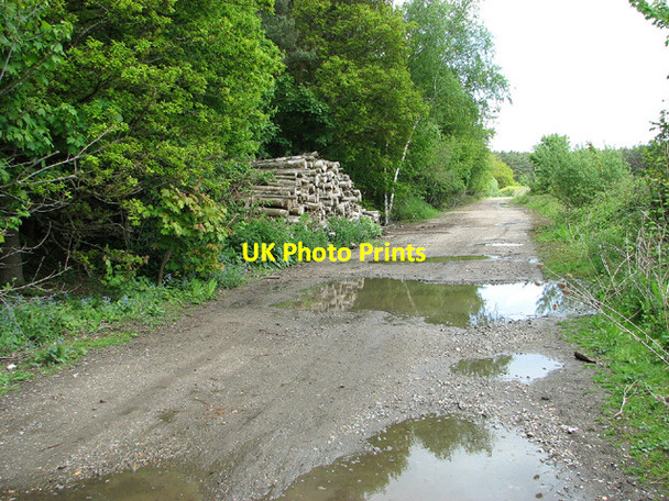 Photo 6"x4" Stack of logs beside track Lundy Green c2013