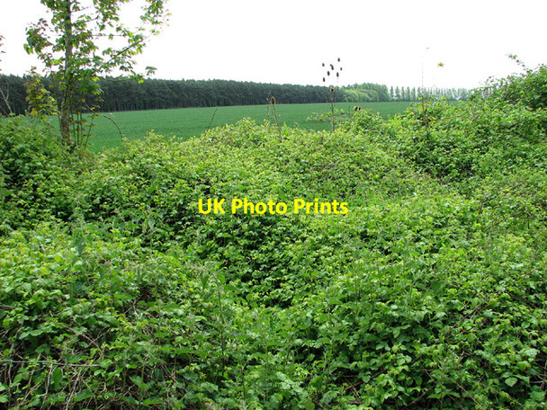 Photo 6"x4" A thicket of brambles Lundy Green c2013