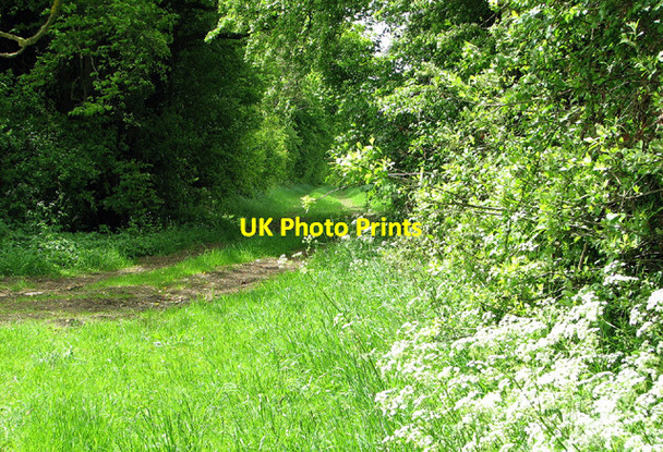 Photo 6"x4" Farm track to Shelton Green Fritton\/TM2292 c2013