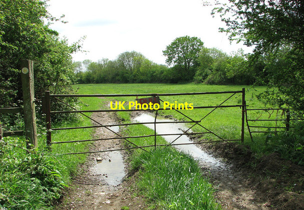 Photo 6"x4" Gated track into cattle pasture Fritton\/TM2292 c2013