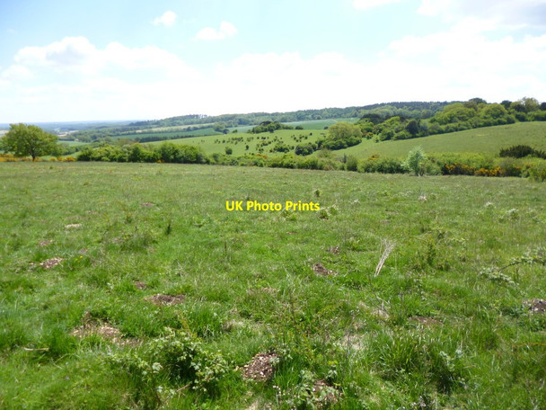 Photo 6"x4" Martin, downland Martin\/SU0619 c2013