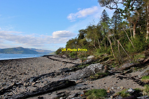 Photo 6"x4" Loch Fyne shore at Hazelbank Creggans c2013