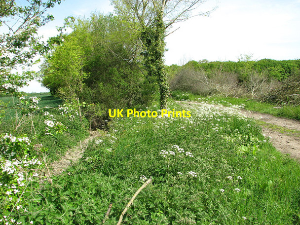 Photo 6"x4" Cow parsley beside Nobbs' Lane, Hempnall Road Green\/TM2693 c2013