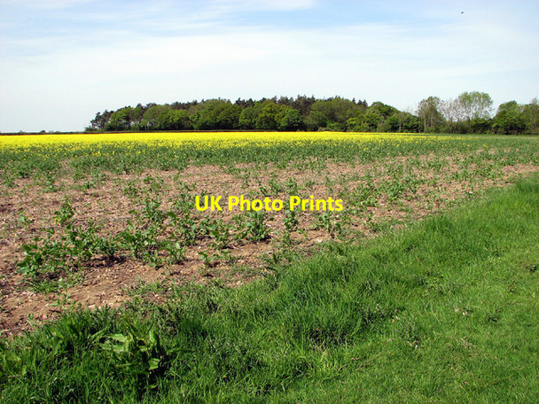 Photo 6"x4" View to California across oilseed rape field, Fritton Fritton\/TM2292 c2013