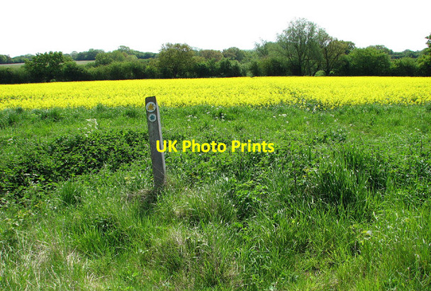 Photo 6"x4" Footpath to Shelton Green Fritton\/TM2292 c2013