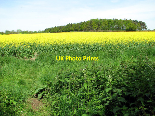 Photo 6"x4" View to Miller's Close, Fritton Fritton\/TM2292 c2013