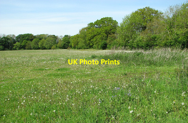Photo 6"x4" Meadow beside Primrose Lane, Shelton Green Shelton\/TM2290 c2013