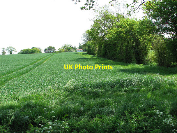 Photo 6"x4" View towards cottages in Bedingham Green Bedingham Green c2013