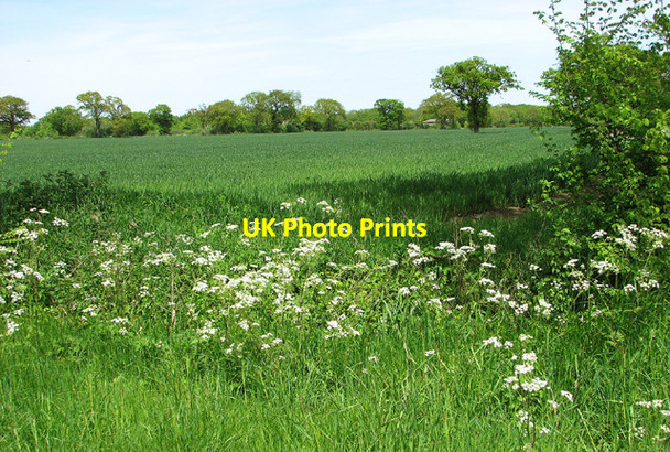 Photo 6"x4" Trees on field boundary Upgate Street\/TM2891 c2013