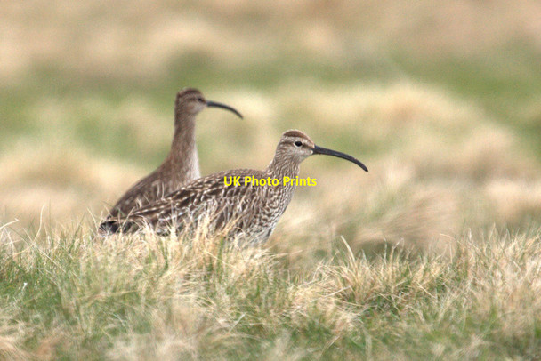 Photo 6"x4" Migrant Whimbrels (Numenius phaeopus), Lamba Ness Kirkaton c2013