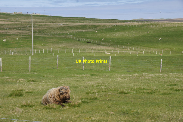 Photo 6"x4" Fields on Aith Ness Houbie\/HU6290 c2013