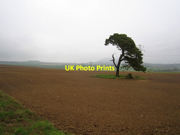 Photo 6"x4" Pine tree Prieston\/NT5228 c2013