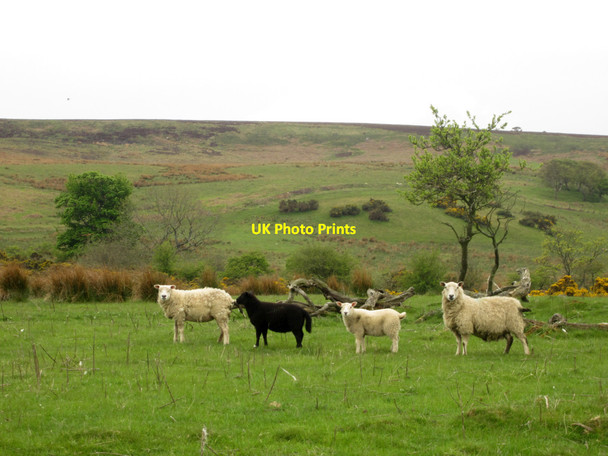 Photo 6"x4" A line up of sheep near Lucker Moor Warenford c2013