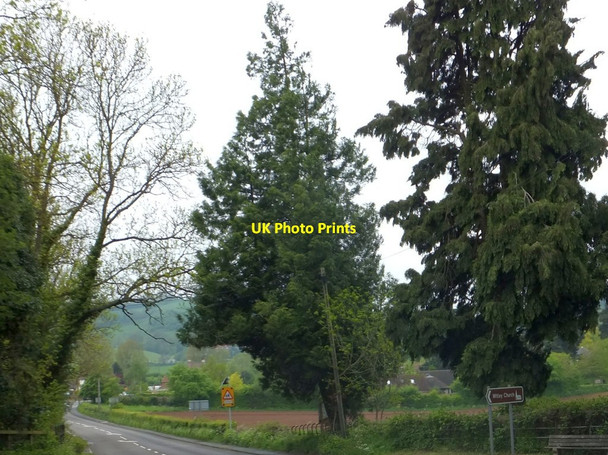 Photo 6"x4" Evergreen trees east of Great Witley Structon's Heath c2013