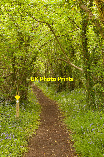 Photo 6"x4" The King's Way north of Broom Farm Soberton c2013