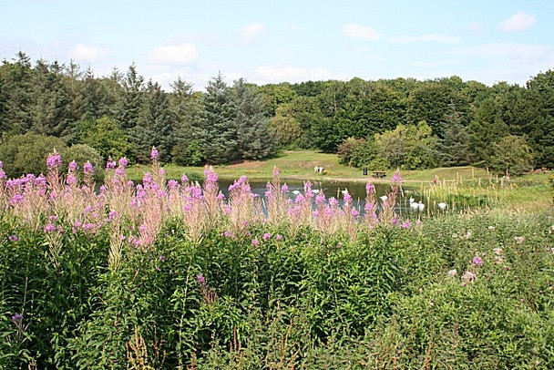 Photo 6"x4" Forfar Loch Country Park Forfar c2008
