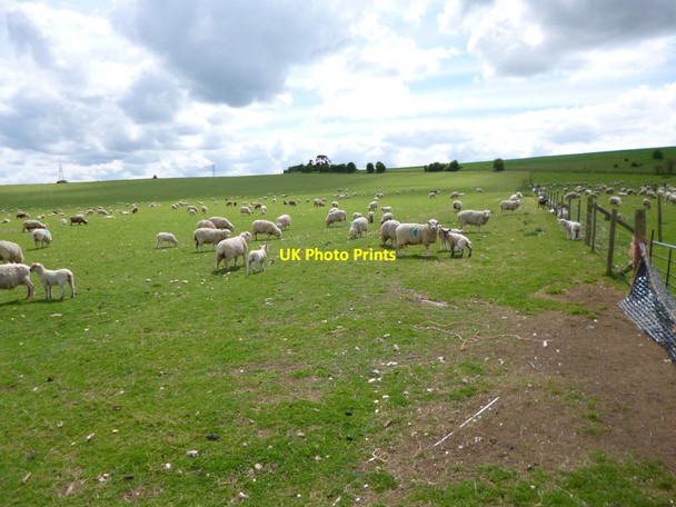 Photo 6"x4" Toyd Down, sheep grazing East Martin c2013