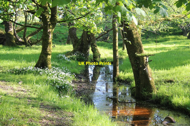 Photo 6"x4" Lush wooded riverside meadow on Ardyne Burn Port Bannatyne c2013