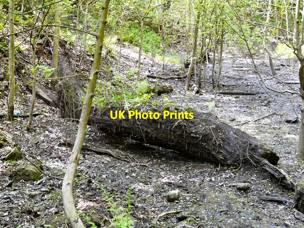 Photo 6"x4" Gower Hey Wood Hyde\/SJ9494 c2013