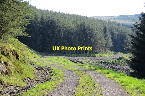 Photo 6"x4" Forest , Denny Muir High Banton c2013