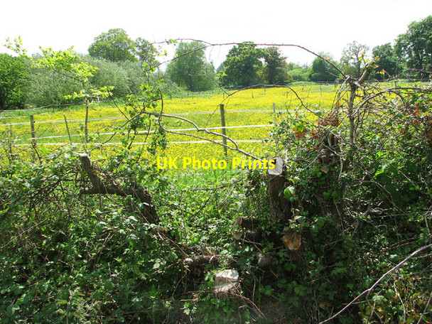 Photo 6"x4" Buttercup meadows, Barnby Barnby c2013